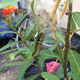 Illustration for article titled My Milkweed Plants Have Some Guests